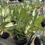 Kalanchoe mramorovaná (Kalanchoe marmorata) - výška 15-20 cm, ⌀ 30-35 cm, kont.C5L